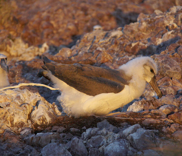 White poo squirting from Shy Albatross rear