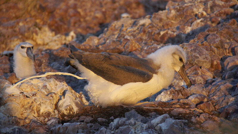 White poo squirting from Shy Albatross rear