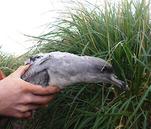 An adult grey petrel with a small satellite transmitter attached to its back.