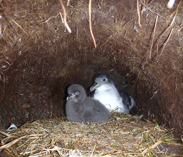An adult grey petrel with its chick on the nest.