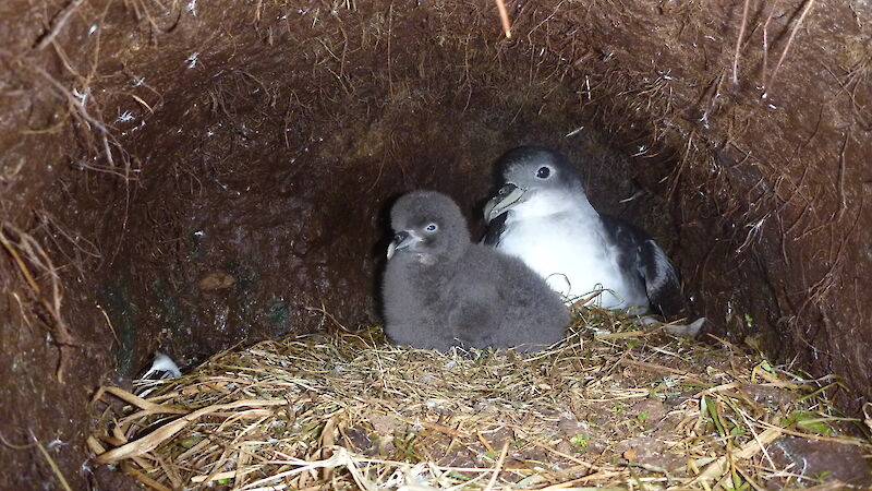 An adult grey petrel with its chick on the nest.