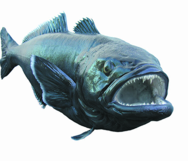 Patagonian toothfish