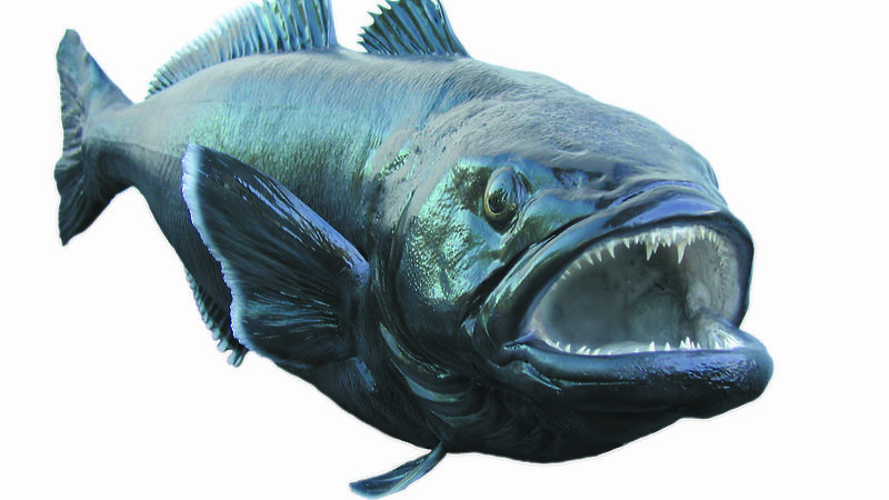 Patagonian toothfish