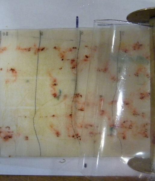 Krill captured on a silk mesh.