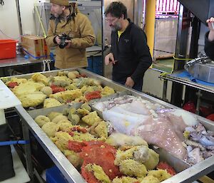 Scientists sort and catalogue marine life from the bottom of the Southern Ocean