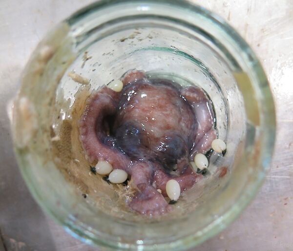 An octopus with eggs in a glass preserving jar