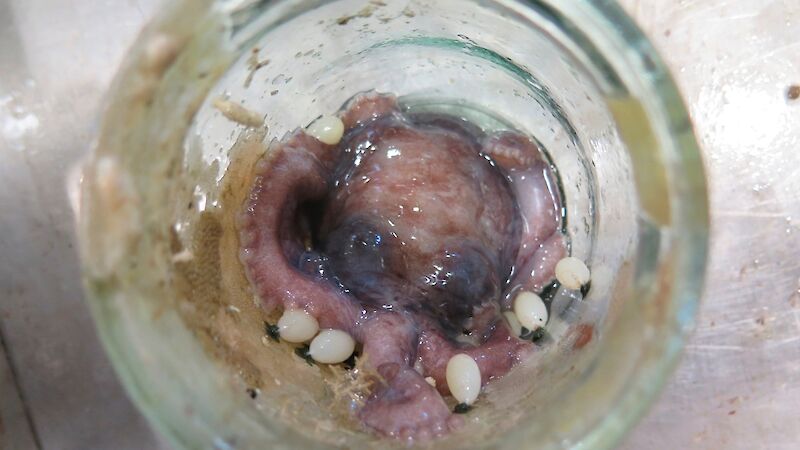 An octopus with eggs in a glass preserving jar