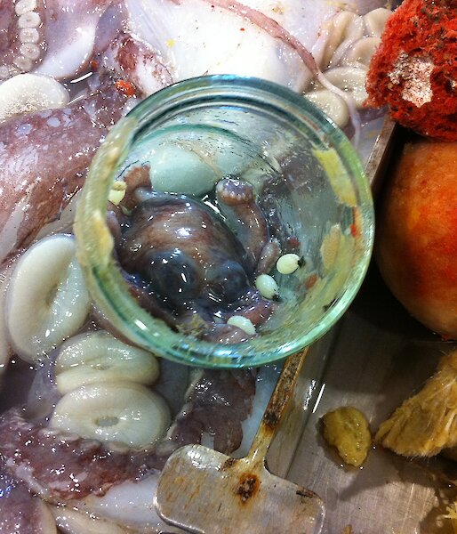 Octopus in a bottle amongst sponges and other creatures