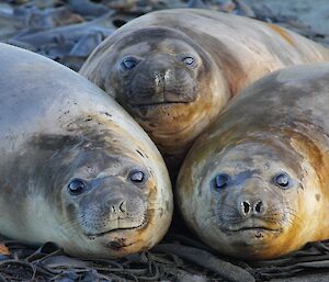 Three elephant seals huddled together.