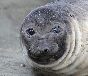 An elephant seal weaner on the beach