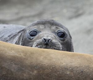 A weaner peers over its mother’s body.