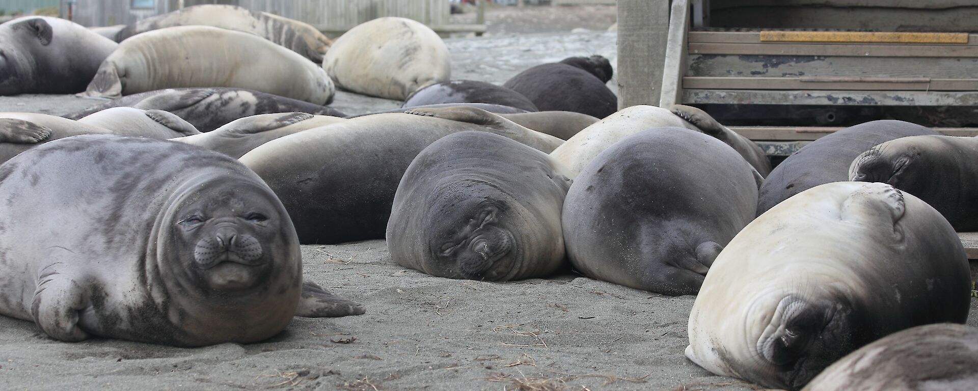 Elephant seals block access to buildings on Macquarie Island.