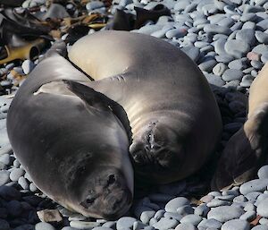 Two elephant seals huddled together.