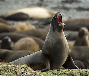 The New Zealand or Hooker’s sea lion.