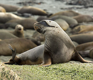 A Hooker’s or New Zealand sea lion.