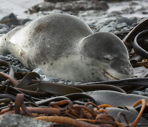 A leopard seal.