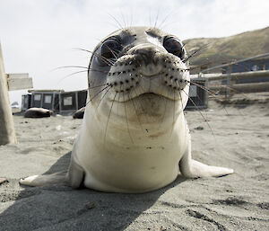 A curious weaner.