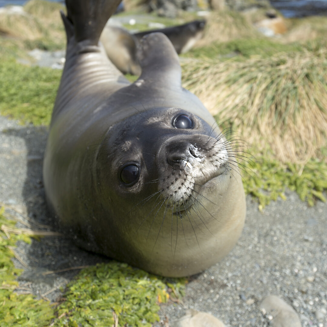 Elephant Seal Weaners Bring The Cute Factor To Macquarie Island