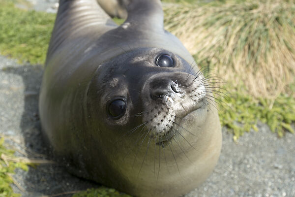 A southern elephant seal weaner on Macquarie island