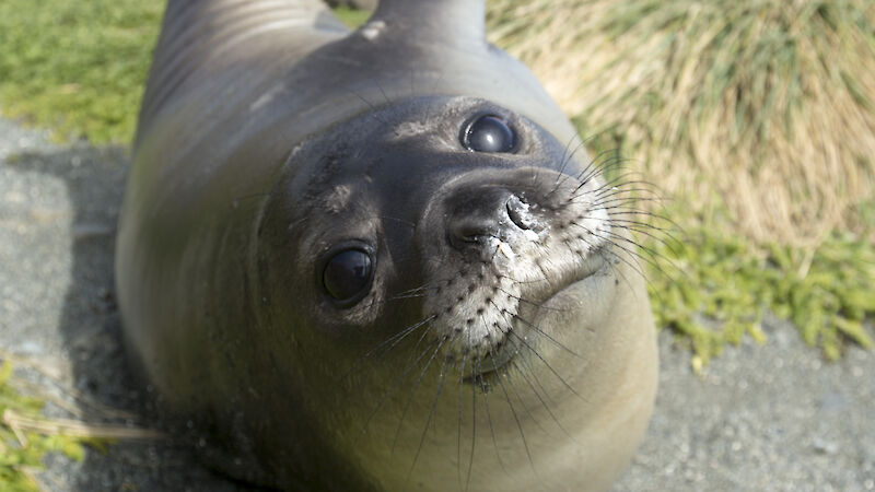 A southern elephant seal weaner on Macquarie island