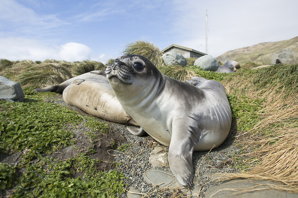 Elephant Seal Weaners Bring The Cute Factor To Macquarie Island