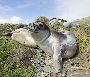 An elephant seal weaner poses for the camera.