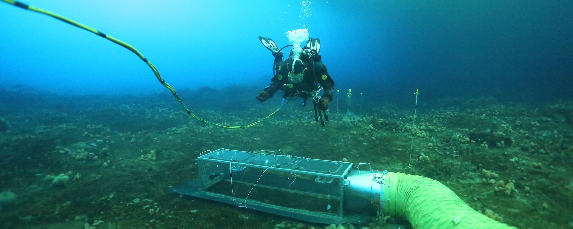 Diver under the sea ice with experimental chamber on the seafloor