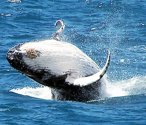 Humpback whale