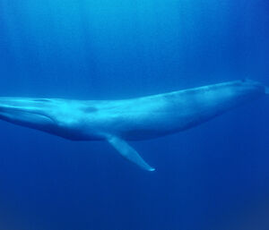 Antarctic blue whale