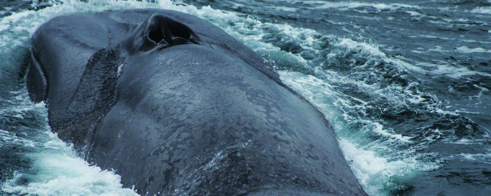 An Antarctic blue whale surfaces for air.