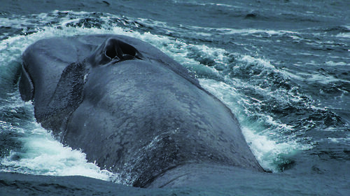 An Antarctic blue whale surfaces for air