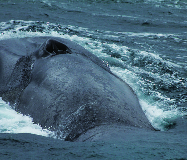 An Antarctic blue whale surfaces for air.