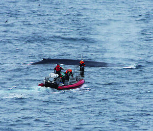 The scientific team approaches a whale in a small boat to attach a satellite tag