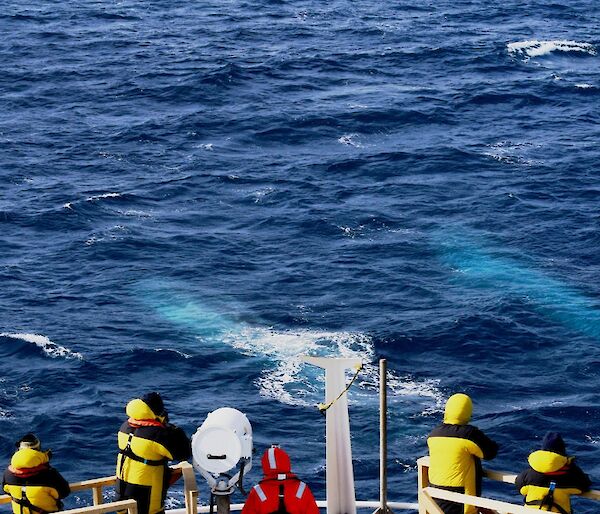 Blue whales off the bow of the Tangaroa