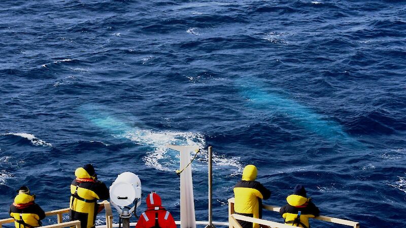 Blue whales off the bow of the Tangaroa