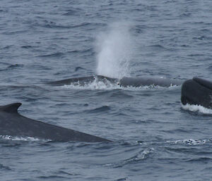 Blue whales in the Ross Sea