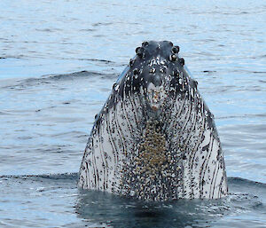 Humpback whale spyhopping