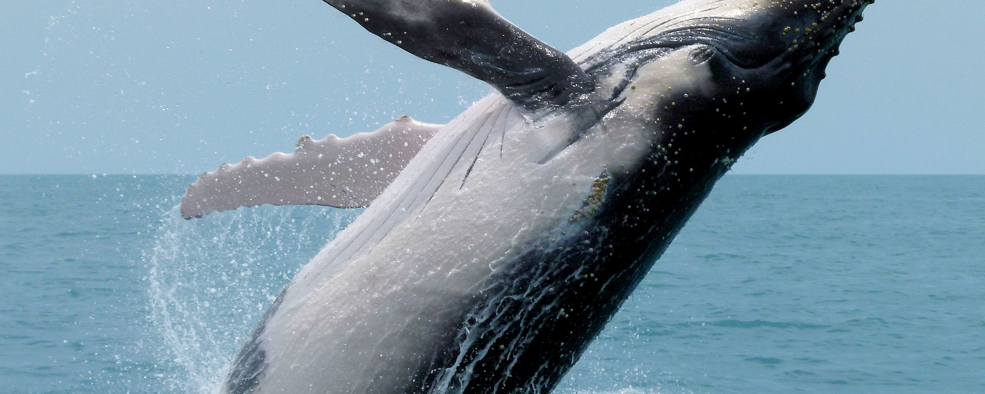 Humpback whale calf breaching