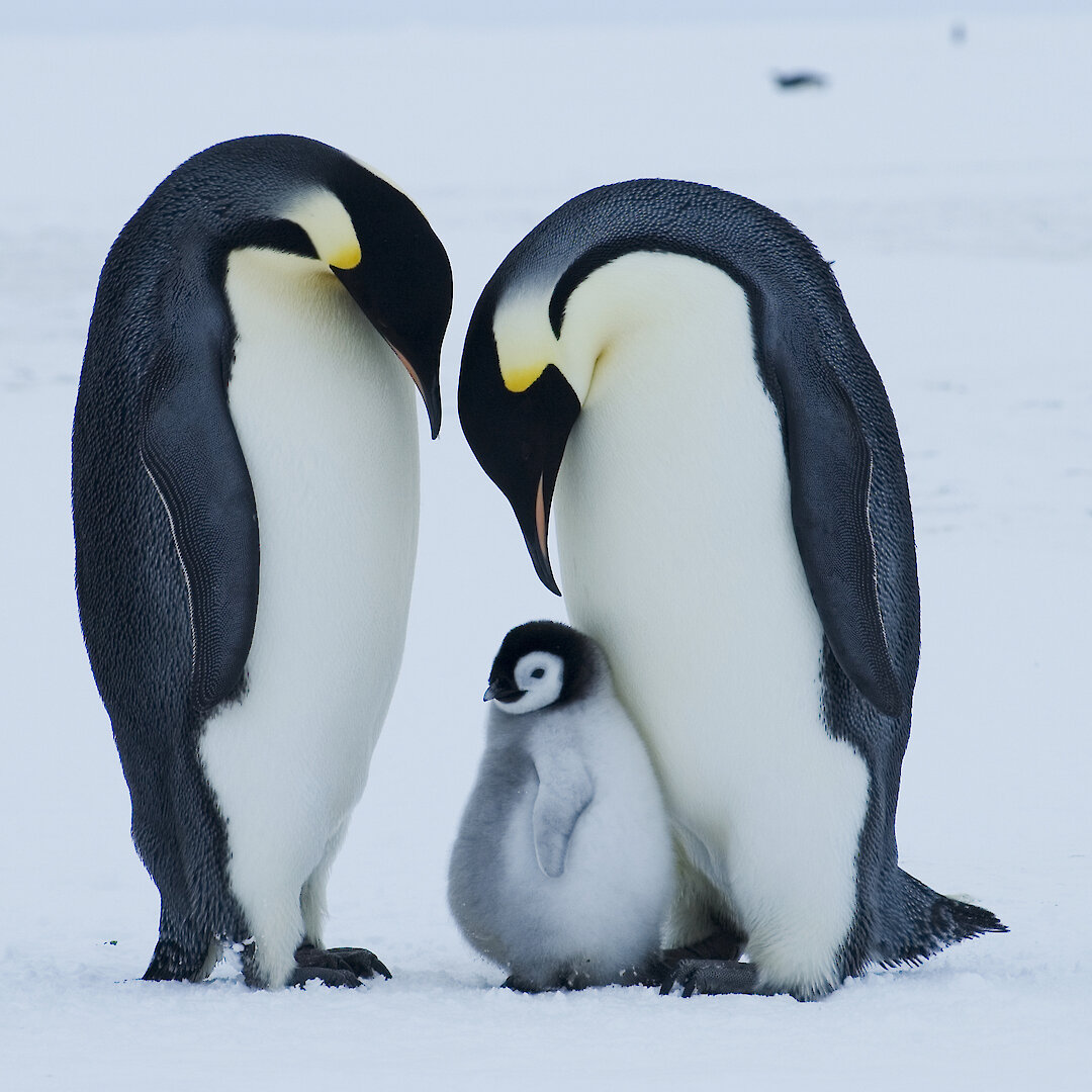Top 90 Pictures Pictures Of The Emperor Penguin Updated