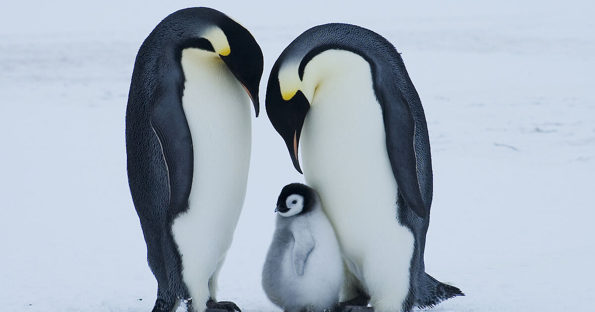 Emperor penguins – survival through the ages – Australian Antarctic