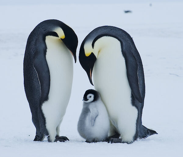 Emperor penguin pair and large chick at Auster Rookery