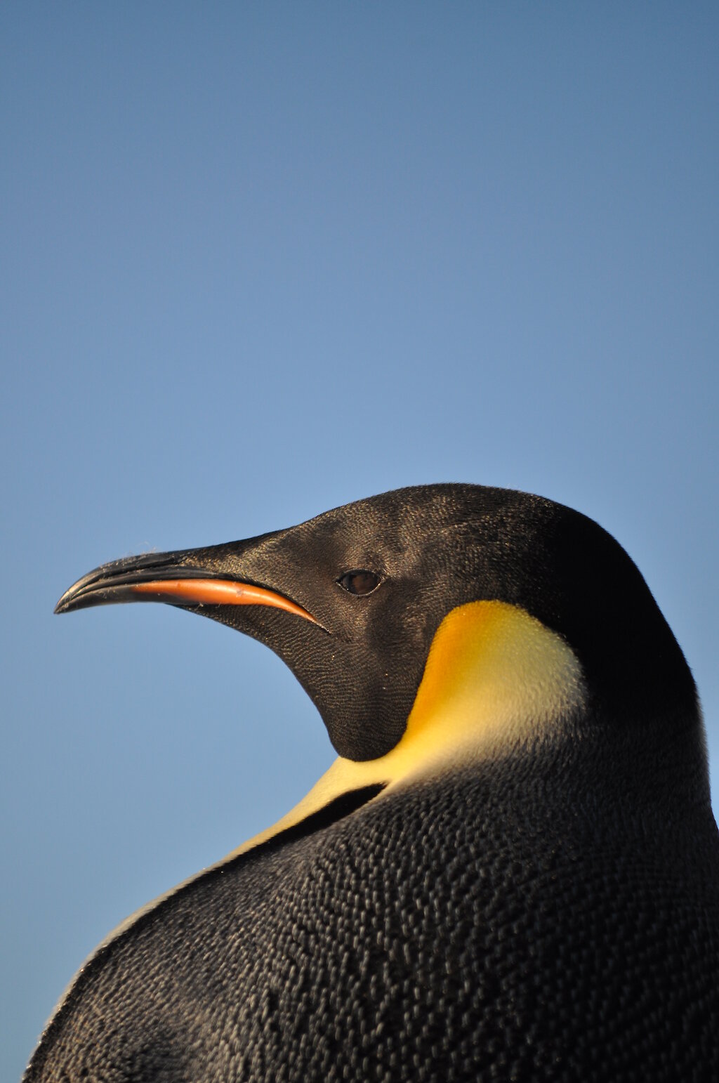 Emperor penguins — survival through the ages — Australian Antarctic