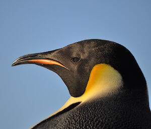 Emperor penguin, Vestfold Hills near Davis station