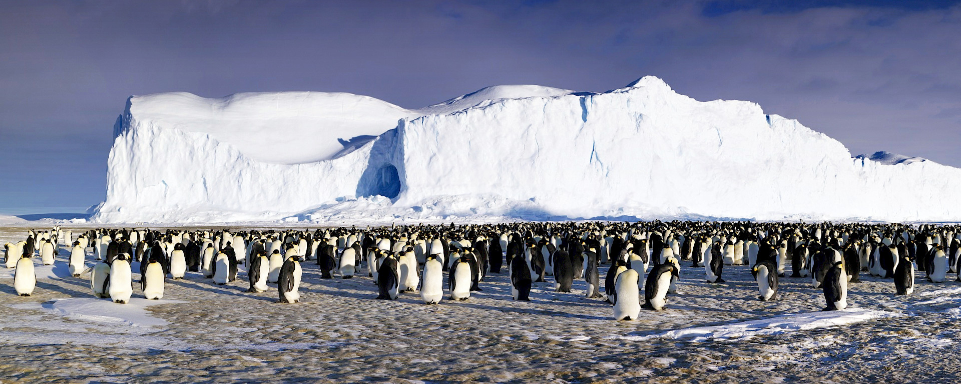 Emperor penguin rookery near Mawson station