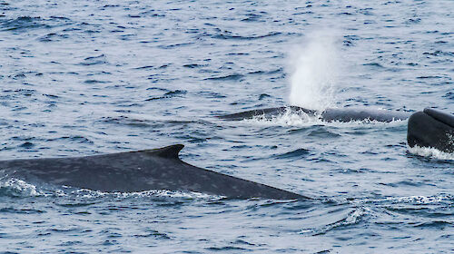 Blue whales near the Balleny Islands