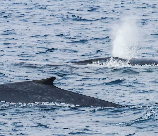 Blue whales near the Balleny Islands
