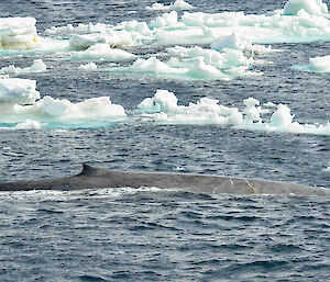 Blue whale surfacing among ice floes