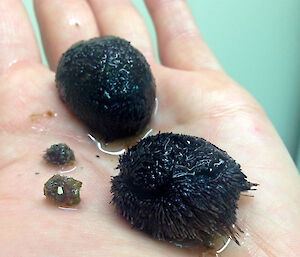 Sea urchins from antFOCE dive site