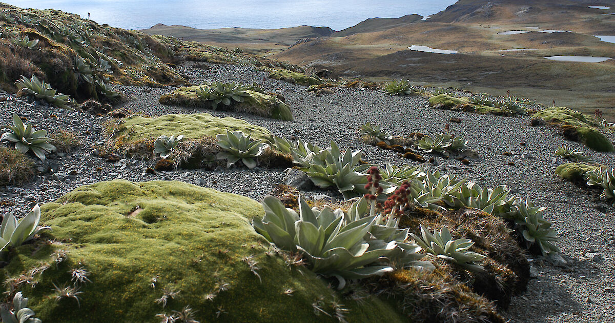 Macquarie Island iconic species dying out – Australian Antarctic