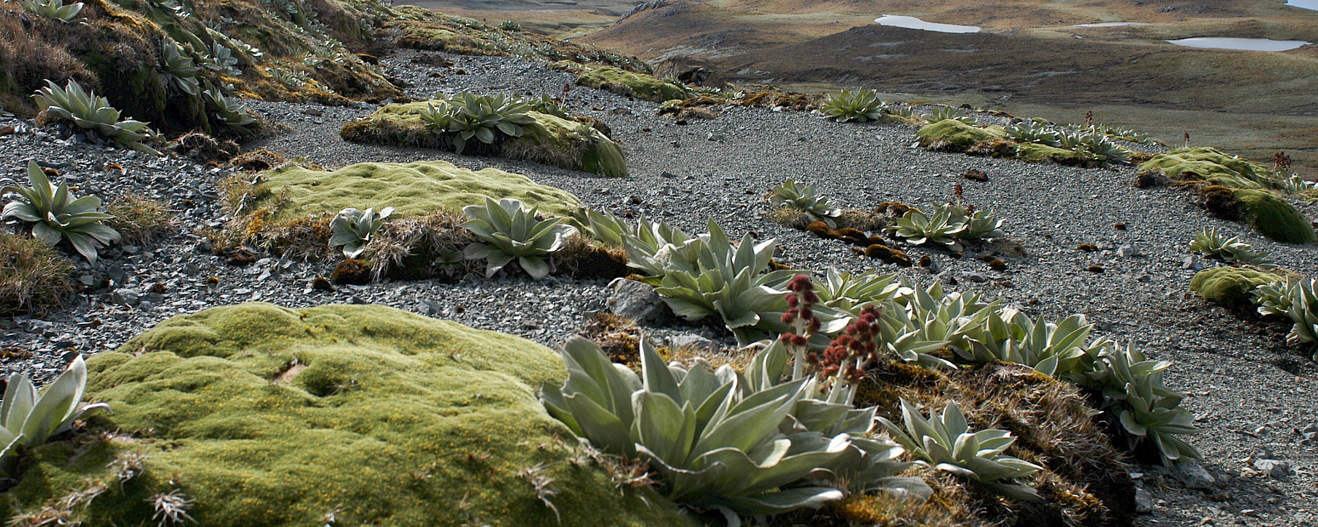 A healthy cushion plant (Azorella macquariensis) with other plants on the alpine plateau of Macquarie Island